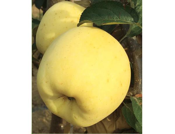 维纳斯黄金苹果