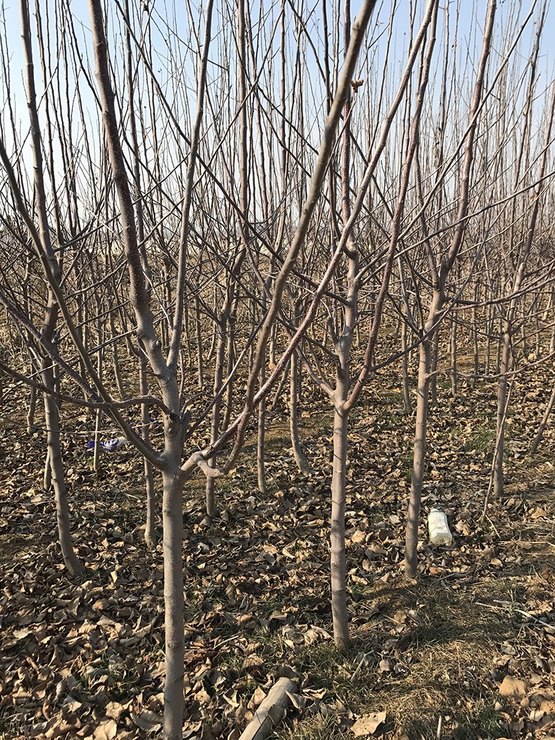 苹果分枝苗