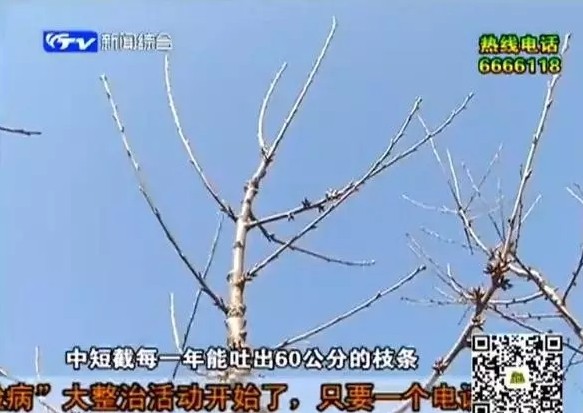 大樱桃的“和谐社会”修剪法