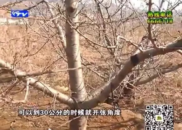 大樱桃的“和谐社会”修剪法