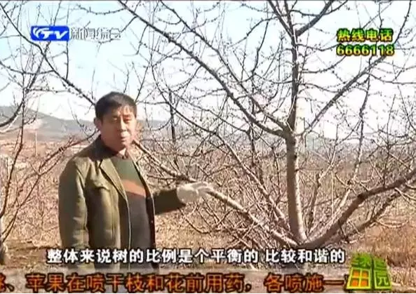 大樱桃的“和谐社会”修剪法