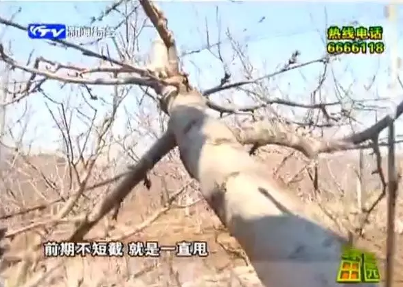 大樱桃的“和谐社会”修剪法