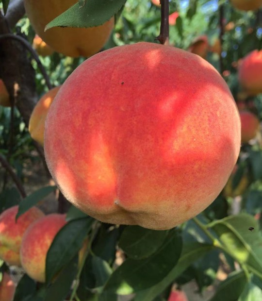 陕西爱国姑娘®