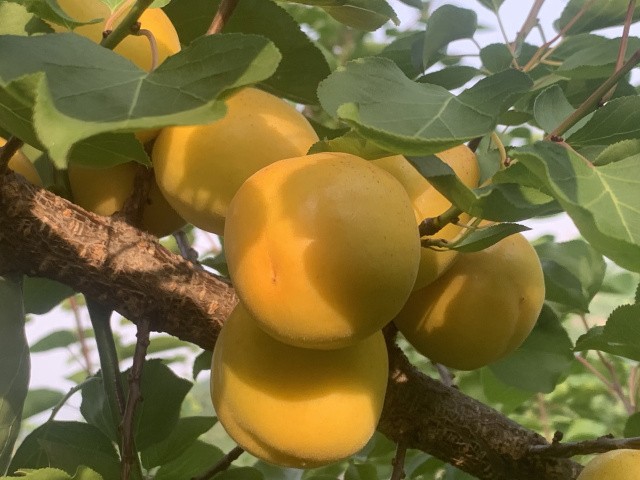 陕西荷兰香杏